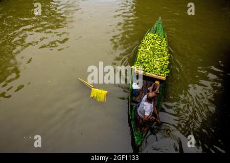 BARISHAL, BANGLADESH, AUGUST 20, 2021: Aerial view of  a seller   arrives at Bhimruli Floating Market with Guavas carried, on their boat to sell thems to the wholesale market,  Bhimruli is the only floating market in the country. Bhimruli Floating Market located at Jhalokathi District of Barishal Division. The place from the ancient time was surrounded by Small and bigger rivers, inhabitants of the little village They chose to move by river instead of using the streets . On August 20, 2021 in Barishal, Bangladesh. Stock Photo