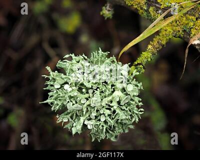 silver grey epiphytic fruticose lichen Ramalina fastigiata growing like a Christmas bauble on twig with yellow foliose lichen in Cumbria, England,UK Stock Photo