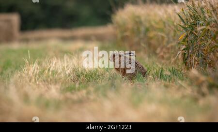 Brown Hare sitting in a field with long and short grass on the isle of sheppey, kent, UK Stock Photo