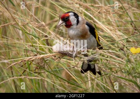 Goldfinch perched in long grass eating seeds Stock Photo