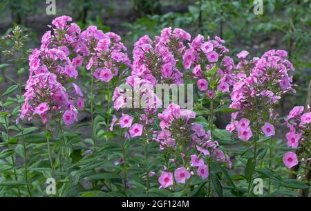 A lot of Phlox- flox flowers which blooming in beautiful pink color in the summer time Stock Photo