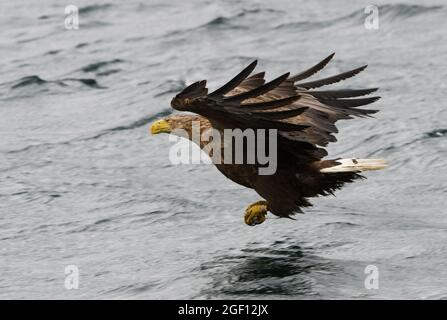 White Tailed Sea Eagle, Isle of Mull. Stock Photo