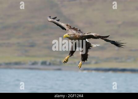 White Tailed Sea Eagle on approach, Isle of Mull. Stock Photo