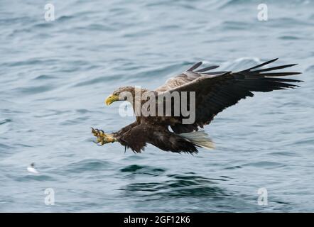 White Tailed Eagle about to catch a fish, Isle of Mull, Scotland Stock Photo