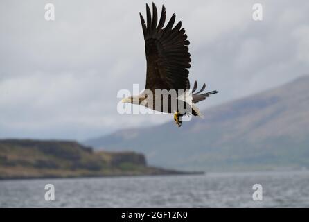 White Tailed Sea Eagle flying, Isle of Mull. Stock Photo