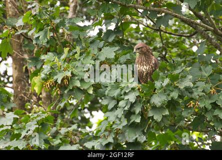 Common buzzard (Buteo buteo) perched in a tree Stock Photo