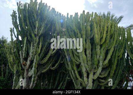 Euphorbia candelabrum in a garden within a city Stock Photo