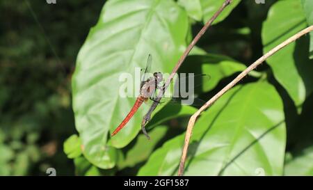 Close up of a Spine tufted skimmer perched on a dead vine in direct sunlight Stock Photo