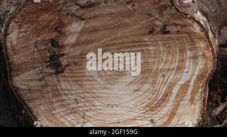 Close up of an appearance of the cutting surface of the trunk of a cut down rubber tree Stock Photo