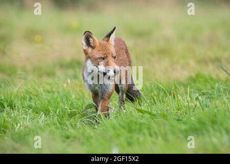 Red fox (Vulpes vulpes) moving through a meadow in a rural setting Stock Photo