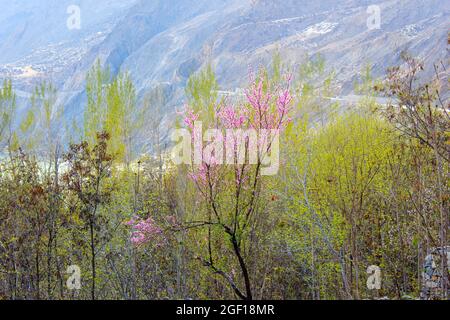 A blossom cherry Days in the the mountainous Hunza valley, Gilgit-Baltistan, North Pakistan Stock Photo