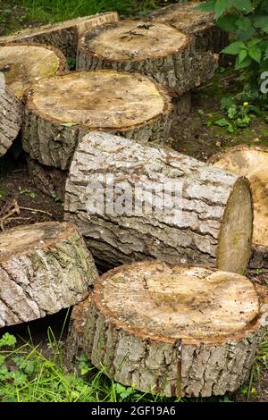 Sections of tress from logging at Pishiobury Park in Hertfordshire, left in the part to act as a local eco system. Stock Photo