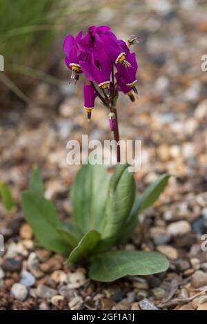 Purple Dodecatheon Maedia AKA American Cowslip, prairie cyclamen, Pride of Ohio. Primulaceae family. Stock Photo
