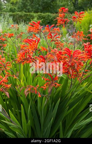 Crocosmia, AKA Montbretia, flowering plants, iris family, Iridaceae. Arched, trumpet shaped, orange red flowers with lush sword-like green leaves. Stock Photo