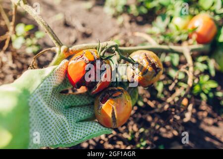 Tomatoes infected with late blight or Phytophthora. Close up of cracked tomatoes with disease and rot in farmer's hand. Overwatering of vegetables Stock Photo