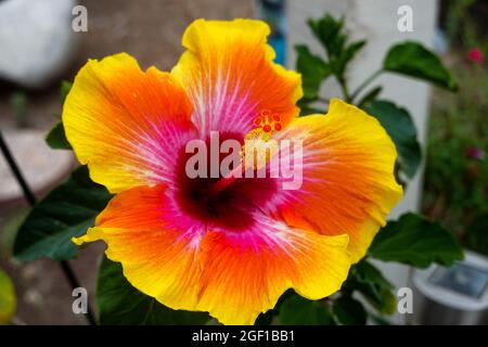 Beautiful Hibiscus flower rosa-sinensis flower blooming  California USA Stock Photo