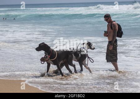 man walking his 2 dogs "great danes" on a beach Stock Photo