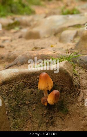 August 2021 - Clustered Bonnets, Mycena inclinata, Mycenaceae. Stock Photo