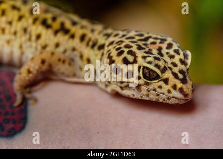 Leopard gecko, Pakistani fat-tailed gecko, Eublepharis macularius Stock Photo