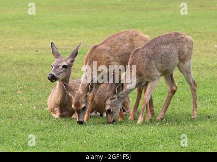 Portrait of a mother watching over her  two fawns as they graze on green grass  in an open field. Stock Photo