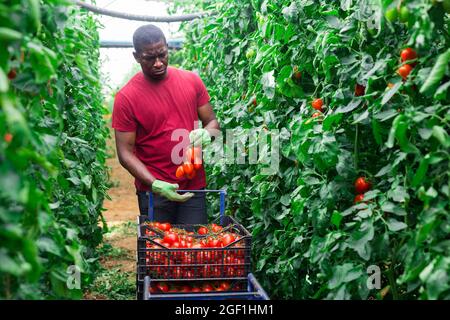 Afro male farmer picking tomatoes in greenhouse Stock Photo - Alamy