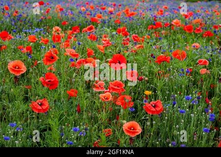 Wildflower field with red poppies and cornflowers on a summer sunny day. Stock Photo