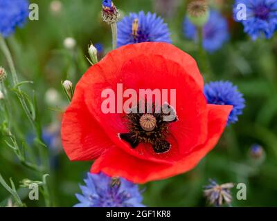 Beautiful red poppy flower and blue cornflowers Stock Photo