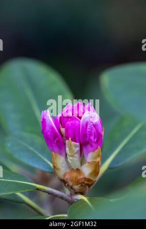 pink rhododendron flower buds in the early blooming stages in spring Stock Photo