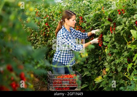 Woman farmer picking cherry tomatoes in greenhouse Stock Photo