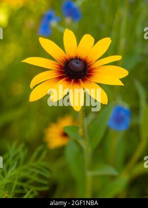 Yellow wildflower on the field Stock Photo