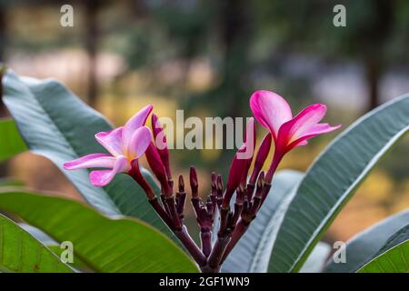 Close-up abstract texture view of budding rosy pink plumeria (frangipani) flower blossoms, with defocused outdoor background Stock Photo