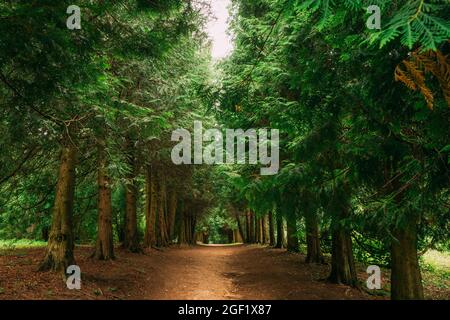Walkway Lane Path Through Green Thuja Coniferous Trees In Forest. Beautiful Alley, Road In Park. Pathway, Natural Tunnel, Way Through Summer Forest Stock Photo