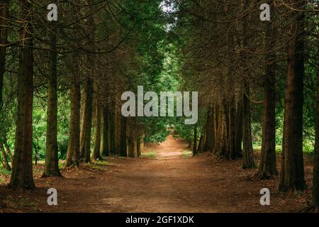 Walkway Lane Path Through Green Thuja Coniferous Trees In Forest. Beautiful Alley, Road In Park. Pathway, Natural Tunnel, Way Through Summer Forest Stock Photo