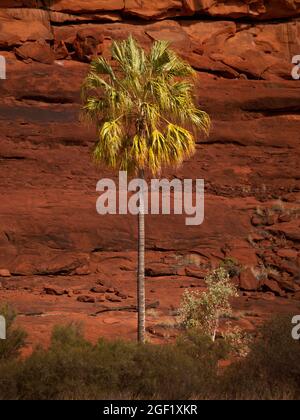 Livistona Palm Tree, Livistona mariae,  also known as a red cabbage palm in outback Central Australia. Stock Photo