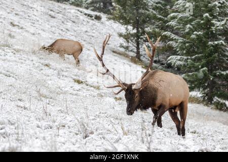 Mature bull elk walking on side hill Stock Photo