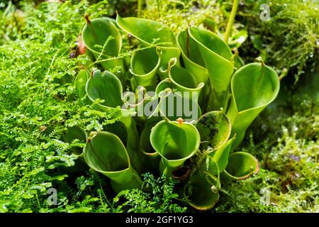 plants are predators. Insect Catcher Plant Botanical Garden. unusual ...