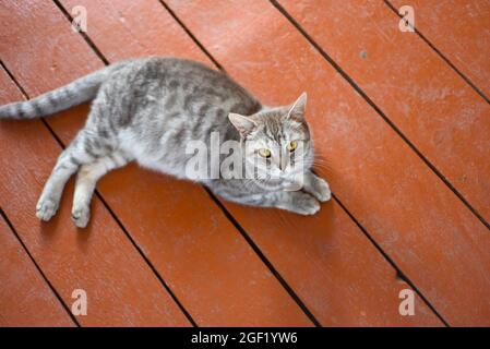 Pregnant gray cat before giving birth Stock Photo