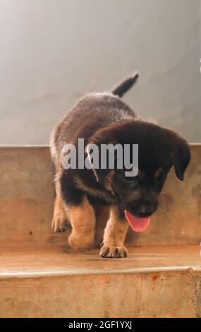 cute german shepherd puppy running down the stairs carefully with tongue out Stock Photo