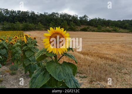 sunflower isolated near a field of harvested wheat. agricultural exploitation Stock Photo