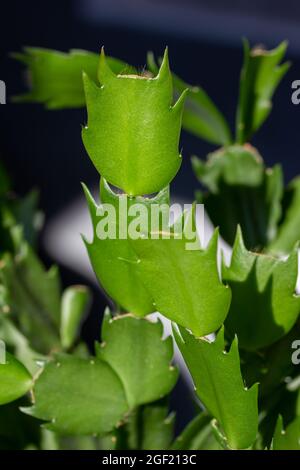 macro abstract texture view of a Thanksgiving (Christmas) cactus plant, with defocused background in natural sunlight Stock Photo