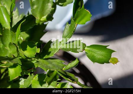 macro abstract texture view of a Thanksgiving (Christmas) cactus plant, with defocused background in natural sunlight Stock Photo