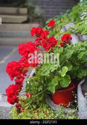 A lovely red pelargonium in a red plastic pot is standing in a garden in front of stone stairs (blurred in the background). Stock Photo