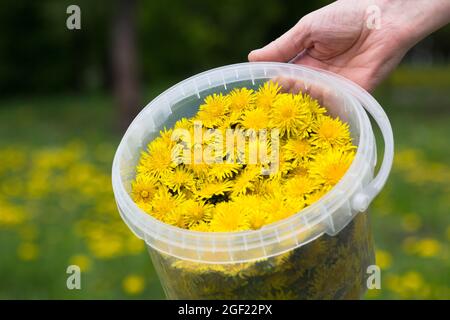 Woman hand holding plastic bucket with many buds of yellow dandelions on green meadow Stock Photo