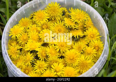 Woman hand holding plastic bucket with many buds of yellow dandelions Stock Photo
