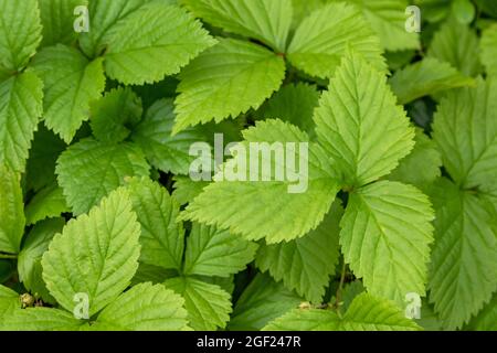 Green leaves of Rubus arcticus known also as Arctic bramble or Arctic raspberry growing in Finnish nature Stock Photo
