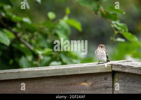 Young spotted flycatcher (Muscicapa striata) standing on a wooden fence Stock Photo