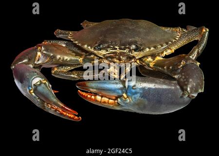 Live Australian Giant Mud Crab (Scylla serrata). Isolated on black background. Also known as Mangrove and Serrated Crab. Queensland, Australia. Stock Photo