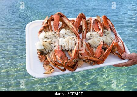 Freshly caught and cooked Blue Swimmer Crabs (Portunus armatus), also known as Sand, Flower and Blue Crab, On a white tray over an ocean water backgro Stock Photo