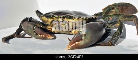 Live Australian Giant Mud Crab (Scylla serrata). closeup freshly caught ready for the cooking pot. Also known as Mangrove and Serrated Crab. Queenslan Stock Photo
