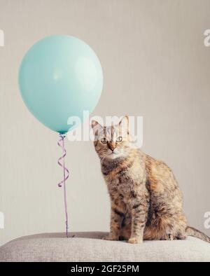 The cat looks curiously into the camera next to a colored ball. Stock Photo